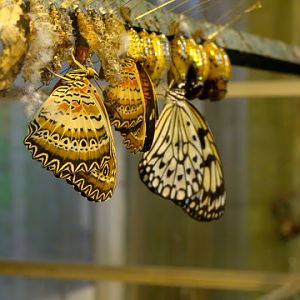 Birth of butterflies