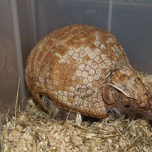 Three-banded Armadillo (Tolypeutes tricinctus) 25 November 2012