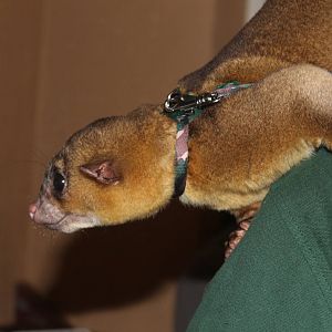 Kinkajou (Potos flavus) 25 November 2012