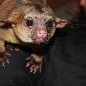 Kinkajou (Potos flavus) 25 November 2012