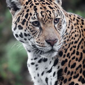 Jaguar - 25/11/2012