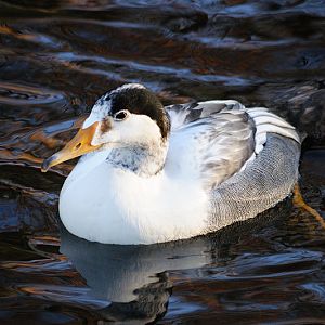 Eurasian merganser x Common eider Hybrid at Dortmund