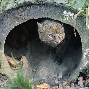 Jaguarundi at Dortmund
