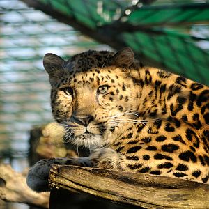 Amur leopard Timour at Dortmund