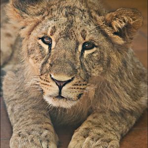 Lion cub Bolek at Dortmund