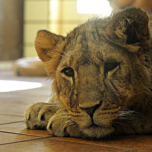 Lion cub Bolek at Dortmund