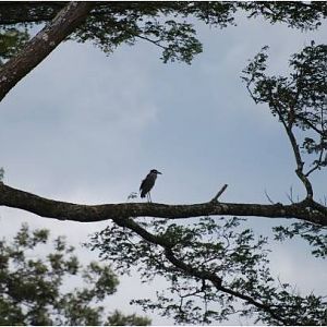 Yellow-crowned night heron