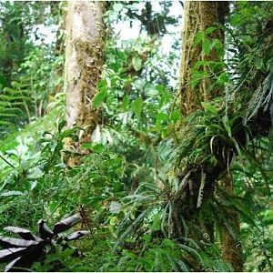 Monteverde Cloud Forest