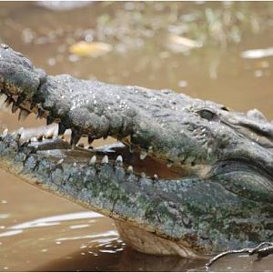 American crocodile