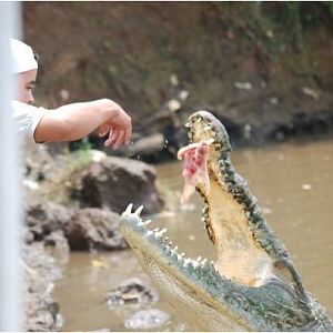American crocodile being fed