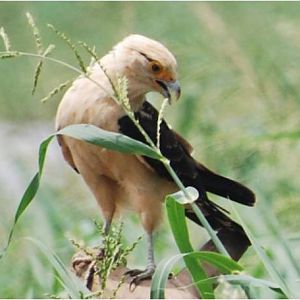 Yellow-headed caracara