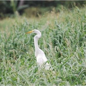 Great egret with a throat bulge