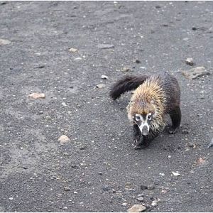 White-nosed coati