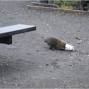 Coati with its head in a cup