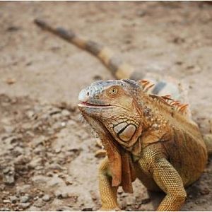 Green iguana