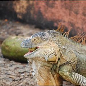Green iguana eating