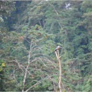 Ringed kingfisher