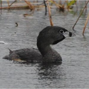 Pied-billed grebe