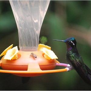 Hummingbird species?