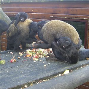 Red-backed Bearded Saki babies