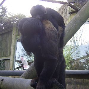 Red-backed Bearded Saki babies