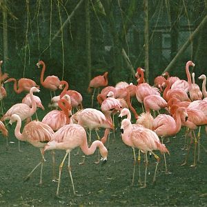 Flamingos winter opening 2005/06