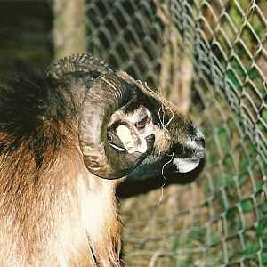 Cameroon Sheep ram winter opening 2005/06