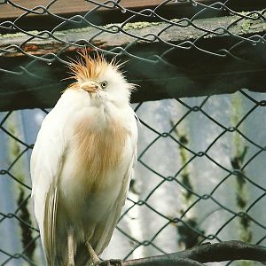 Cattle Egret winter opening 2005/06