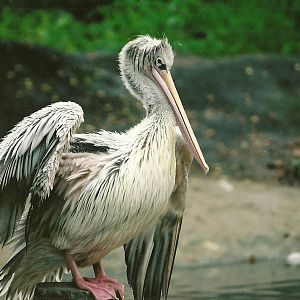 Pink-backed Pelican winter opening 2005/06