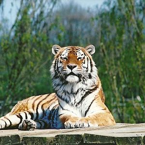 Siberian Tiger 5th May 2006
