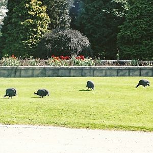 Free-ranging Guineafowl 5th May 2006