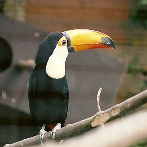 Toco Toucan 25th March 2005