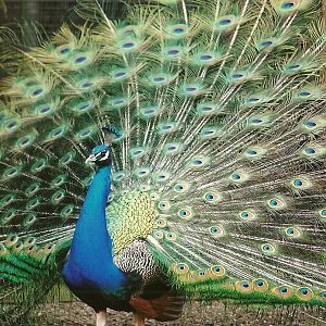 Indian Peafowl 25th March 2005