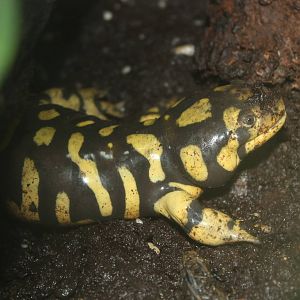 Barred Tiger Salamander (Ambystoma mavortium) November 2012