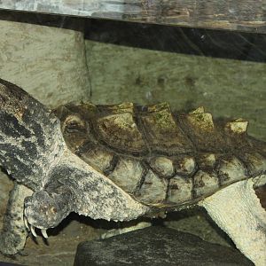 Alligator Snapping Turtle (Macrochelys temminickii) November 2012