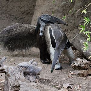 anteater mother and baby