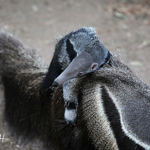 anteater mother and baby