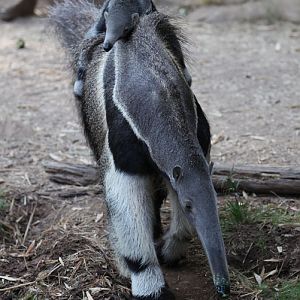 anteater mother and baby