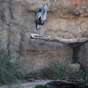 blue heron exhibit