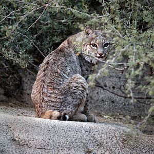 bobcat