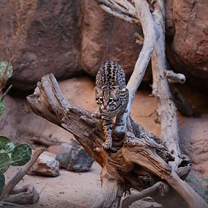ocelot exhibit