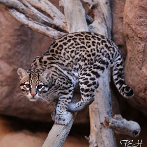 ocelot