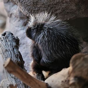 north american porcupine