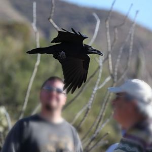 chihuahuan raven buzzing guests