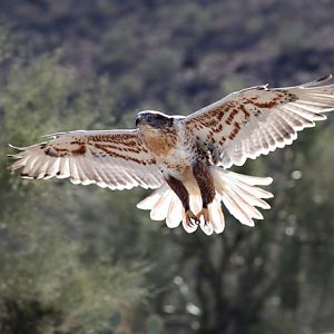 ferruginous hawk