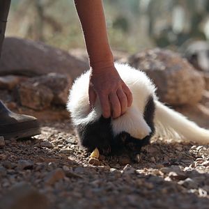 keeper petting skunk