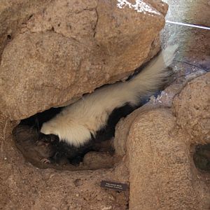 skunk into glass burrow