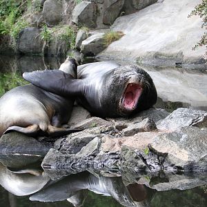 Last Time I Saw The Sea Lions, 14 June 2011