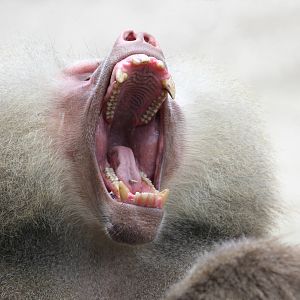 Hamadryas Baboon