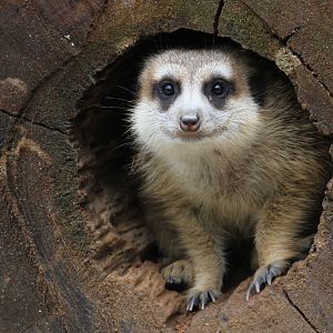 Meerkat